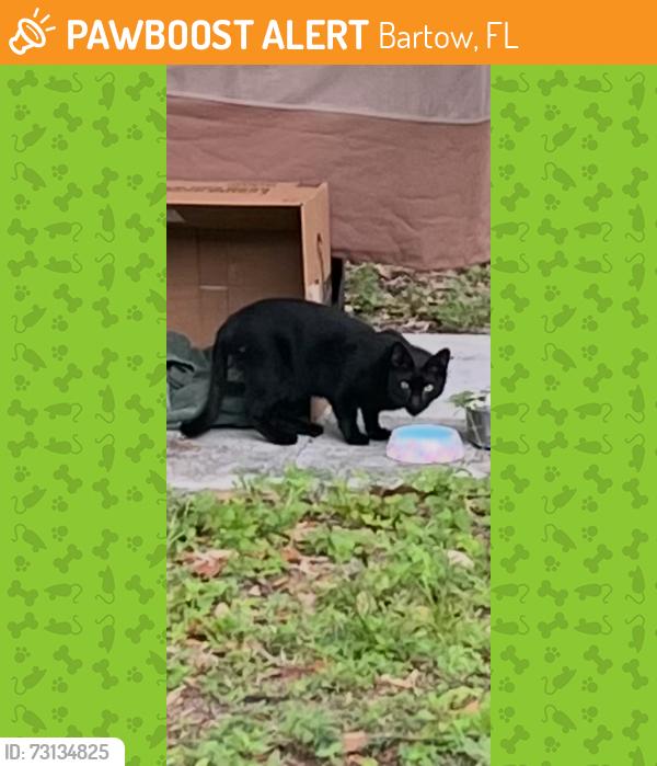 Found/Stray Female Cat last seen Old Bartow Eagle Lake Rd - Taylor Rd, Bartow, FL 33830