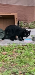 Found/Stray Female Cat last seen Old Bartow Eagle Lake Rd - Taylor Rd, Bartow, FL 33830