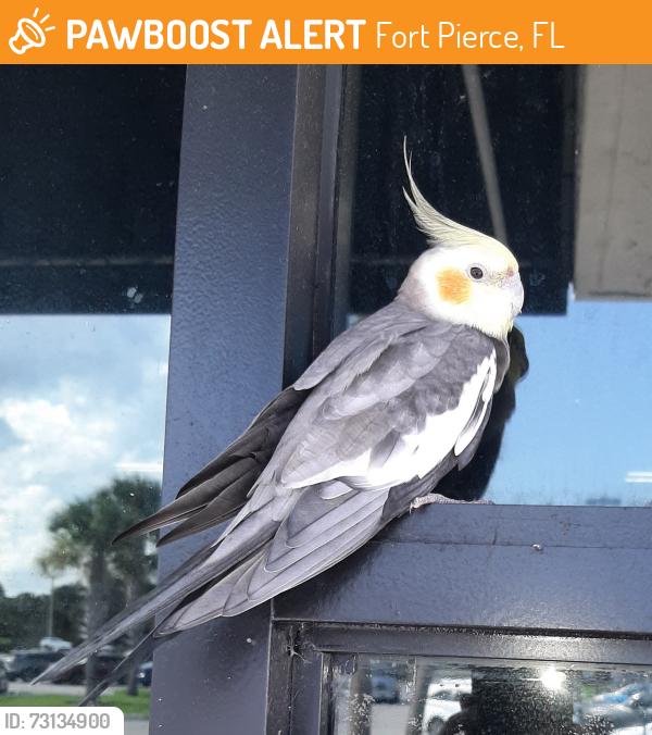 Found/Stray Unknown Bird last seen U.s.1 & MIDWAY Road, Fort Pierce, FL 34982