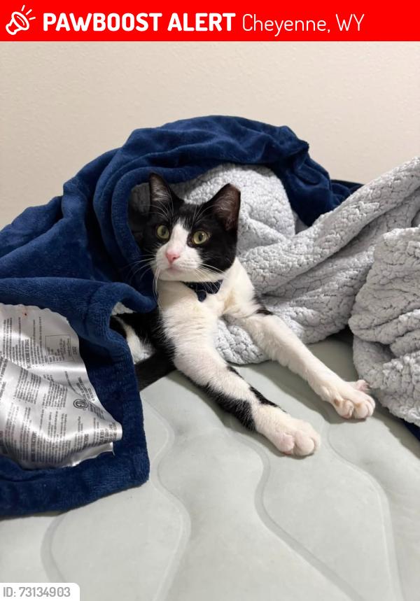 Lost Female Cat last seen Sundance apmts, Cheyenne, WY 82007
