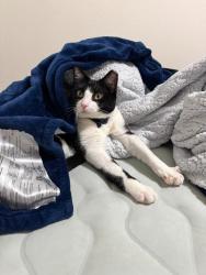 Lost Female Cat last seen Sundance apmts, Cheyenne, WY 82007