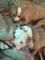 Reunited Male Dog last seen Charles Hillcrest area, Rockford, IL 61108