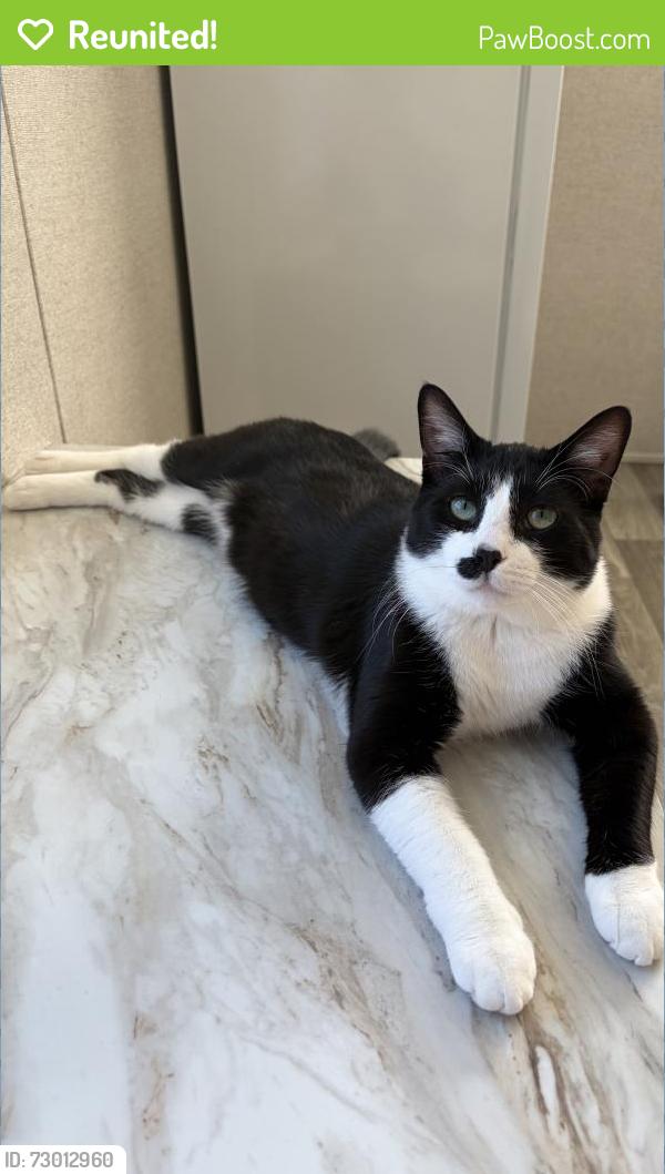 Reunited Male Cat last seen Smith rd, Telegraph rd, state line rd, lewis ave., Monroe, MI 48162
