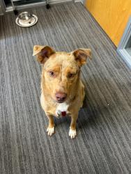 Found/Stray Male Dog last seen E Del Amo Blvd and S Rancho Way, Compton, CA 90220
