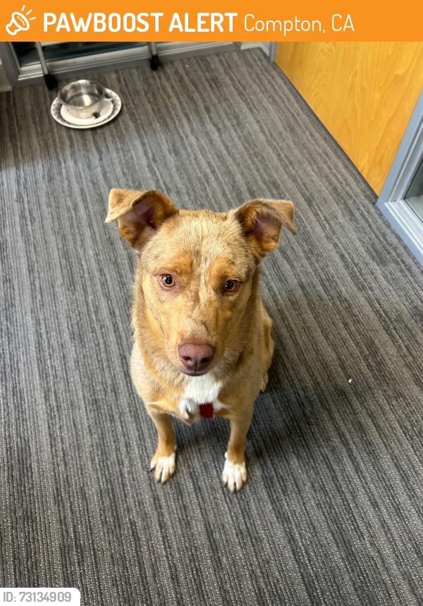 Found/Stray Male Dog last seen E Del Amo Blvd and S Rancho Way, Compton, CA 90220
