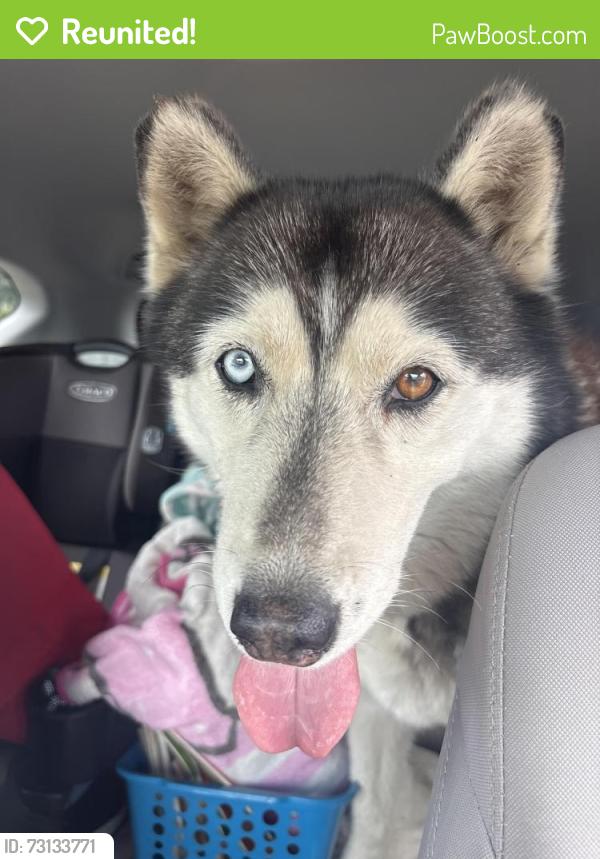 Reunited Female Dog last seen Harvey way and green brier, Long Beach, CA 90808