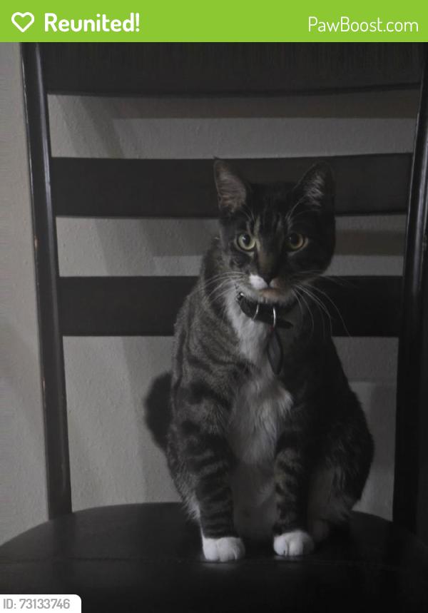 Reunited Male Cat last seen Gladys Dr, South Jordan, UT 84095, USA, South Jordan, UT 84095