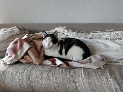 Lost Male Cat last seen 23rd St and Manhattan Ave in Manhattan Beach 90266, Manhattan Beach, CA 90266