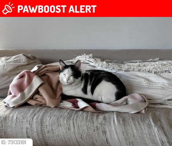 Lost Male Cat last seen 23rd St and Manhattan Ave in Manhattan Beach 90266, Manhattan Beach, CA 90266