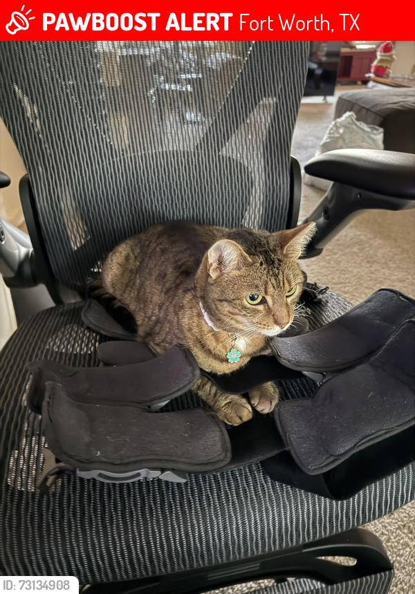 Lost Female Cat last seen Eagle mountain lake, Fort Worth/Saginaw, Fort Worth, TX 76179