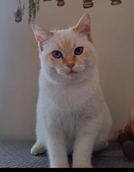 Reunited Male Cat last seen Hickory Road & Cambridge Avenue, Port Washington, NY 11050