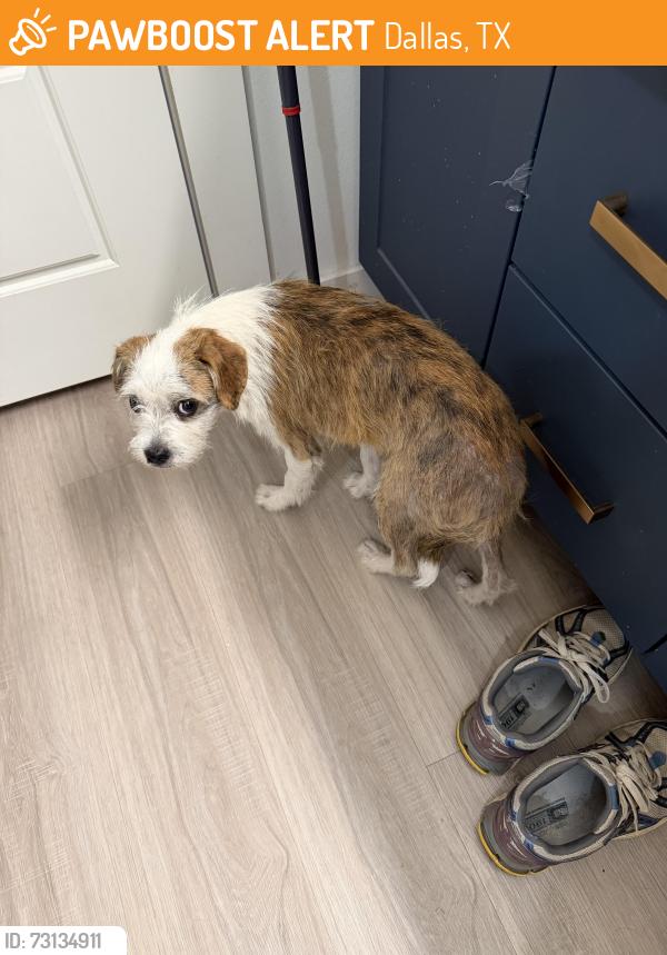 Found/Stray Male Dog last seen By Crawford and zang blvd. Walking around lake cliff park, Dallas, TX 75203