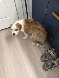 Found/Stray Male Dog last seen By Crawford and zang blvd. Walking around lake cliff park, Dallas, TX 75203