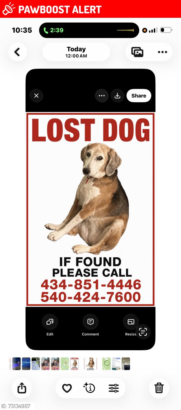 Lost Female Dog last seen seen by somebody on on-ramp of 288 S , Goochland County, VA 23233