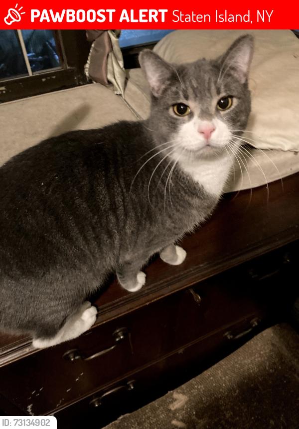 Lost Male Cat last seen Nichols and Carroll, Staten Island, NY 10301