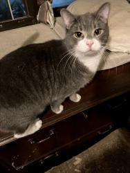 Lost Male Cat last seen Nichols and Carroll, Staten Island, NY 10301