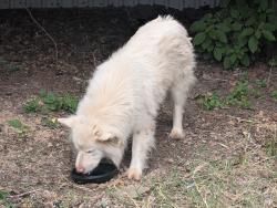 Found/Stray Unknown Dog last seen Longhorn Road and 435, Stockdale, TX 78160