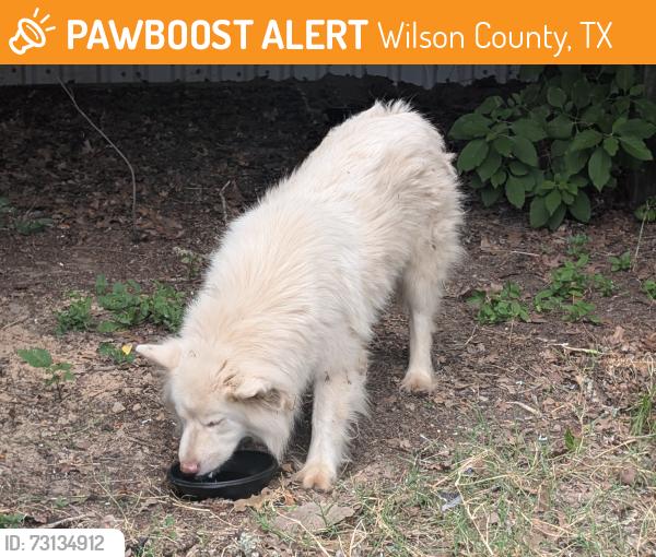 Found/Stray Unknown Dog last seen Longhorn Road and 435, Stockdale, TX 78160