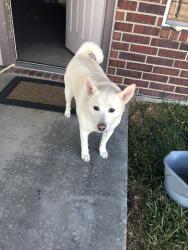 Lost Female Dog last seen Driftwood Dr and Buccaneer Ln, Morgan's Point Resort, TX 76513
