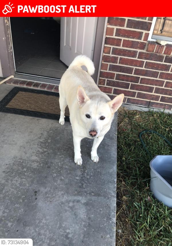 Lost Female Dog last seen Driftwood Dr and Buccaneer Ln, Morgan's Point Resort, TX 76513
