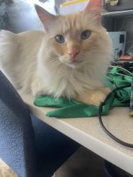 Reunited Male Cat last seen Chuckwagon Dr and Single Tree Dr, Loveland, CO 80537