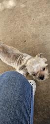 Found/Stray Unknown Dog last seen Near star creek dr woodline, San Antonio, TX 78251