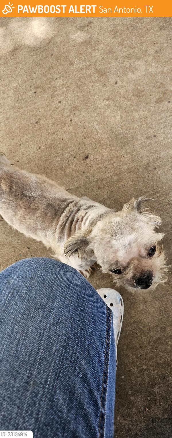 Found/Stray Unknown Dog last seen Near star creek dr woodline, San Antonio, TX 78251