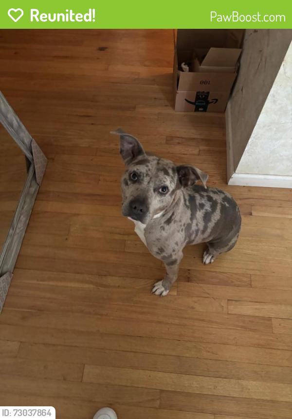 Reunited Male Dog last seen Starlet & Patterson, Florissant, MO 63031