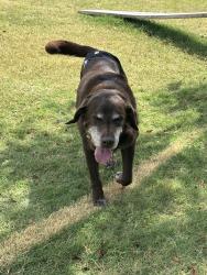 Reunited Male Dog last seen Near Wycliff Dr, China Spring, TX 76633, USA, China Spring, TX 76633