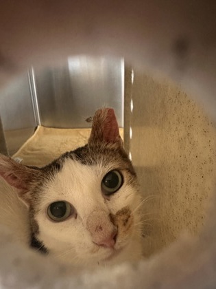 Shelter Stray Unknown Cat last seen Vienna, VA 22182, Cedar Ln & Westchester Dr, Fairfax County, VA, 4500 West Ox Rd, Fairfax, VA 22030, USA