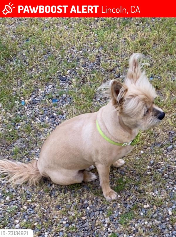 Lost Female Dog last seen Near wise rd lincoln ca, Lincoln, CA 95648