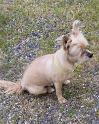 Lost Female Dog last seen Near wise rd lincoln ca, Lincoln, CA 95648
