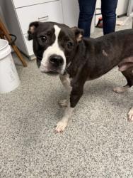 Shelter Stray Male Dog last seen Evergreen cemetery, New Bern City Limits, NC, 1639 Old Airport Rd, New Bern, NC 28562, USA