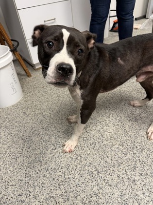 Shelter Stray Male Dog last seen Evergreen cemetery, New Bern City Limits, NC, 1639 Old Airport Rd, New Bern, NC 28562, USA