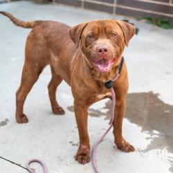 Shelter Stray Male Dog last seen Near Derrill Drive, 30032, GA, 3280 Chamblee Dunwoody Rd, Chamblee, GA 30341, USA