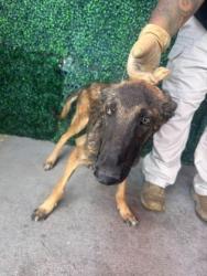 Shelter Stray Male Dog last seen Near LAS POMPAS RD, San Elizario,, 5001 Fred Wilson Ave, El Paso, TX 79906, USA