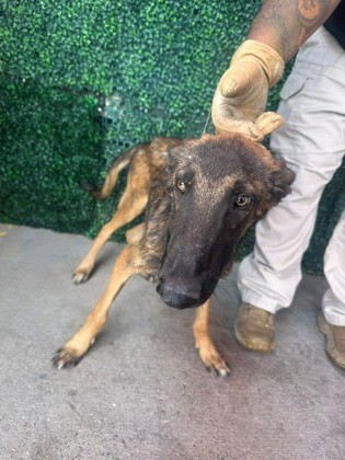 Shelter Stray Male Dog last seen Near LAS POMPAS RD, San Elizario,, 5001 Fred Wilson Ave, El Paso, TX 79906, USA