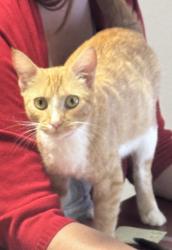 Shelter Stray Female Cat last seen Near Factory Rd, Sunnyside, WA, 2405 W Birchfield Rd, Yakima, WA 98901, USA