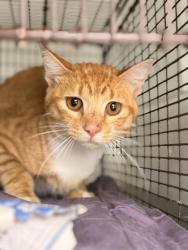 Shelter Stray Male Cat last seen Near block of Wendi Ann Dr, City of Knoxville GP, TN, 3201 Division St, Knoxville, TN 37919, USA