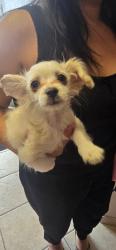 Shelter Stray Female Dog last seen Tozer street by Rancho San Miguel, City of Madera, CA, 205 Tozer St, Madera, CA 93638, USA