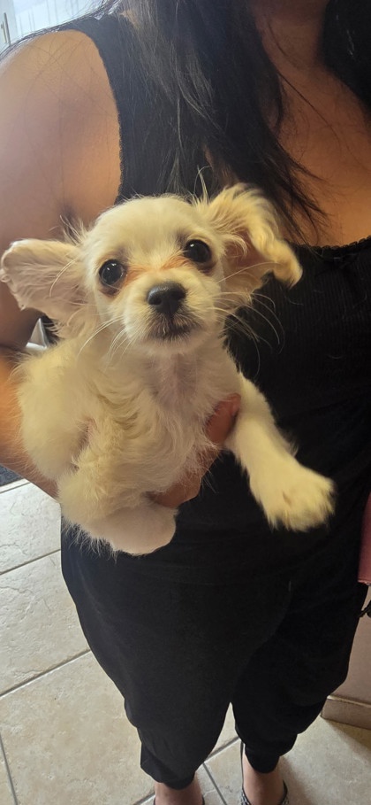 Shelter Stray Female Dog last seen Tozer street by Rancho San Miguel, City of Madera, CA, 205 Tozer St, Madera, CA 93638, USA