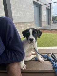 Shelter Stray Male Dog last seen Near Marketplace Blvd, Atlanta, GA, 1251 Fulton Industrial Blvd NW, Atlanta, GA 30336, USA