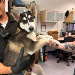 Shelter Stray Female Dog last seen Near 98th Ave, Oakland,, 1101 29th Ave, Oakland, CA 94601, USA