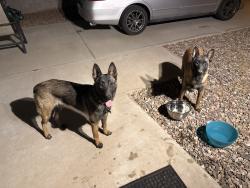 Lost Female Dog last seen Smith rd and Apache blvd, Tempe, AZ 85281