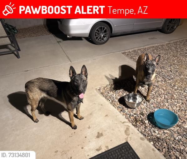 Lost Female Dog last seen Smith rd and Apache blvd, Tempe, AZ 85281