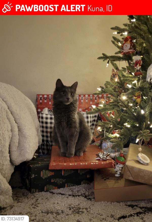 Lost Male Cat last seen Cloverdale and Kuna Mora, Kuna, ID 83634