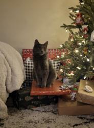 Lost Male Cat last seen Cloverdale and Kuna Mora, Kuna, ID 83634