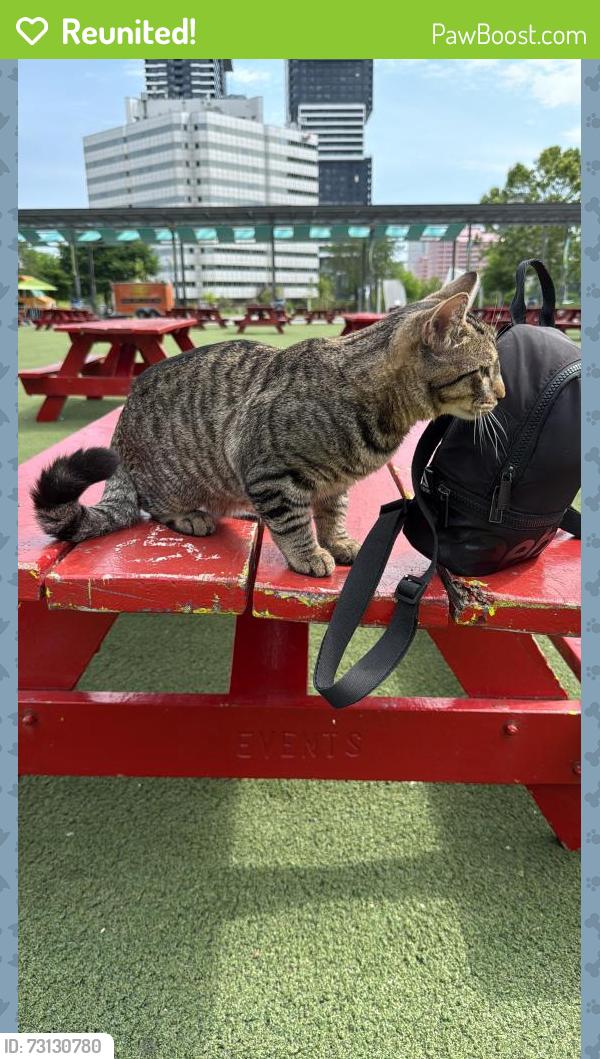 Reunited Male Cat last seen Near Celebration Square, grand ovation apmt, Mississauga, ON 