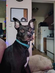 Reunited Female Dog last seen Marcella's donuts, Amelia, OH 45102