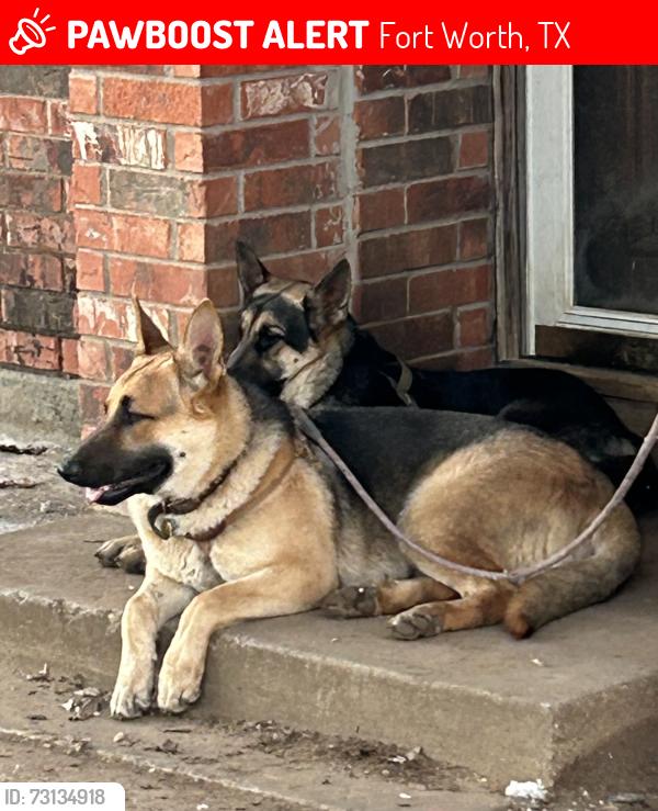 Lost Male Dog last seen First saint john cathedral, the nearest cross streets are Mitchell BLVD and E berry St, Fort Worth, TX 76105